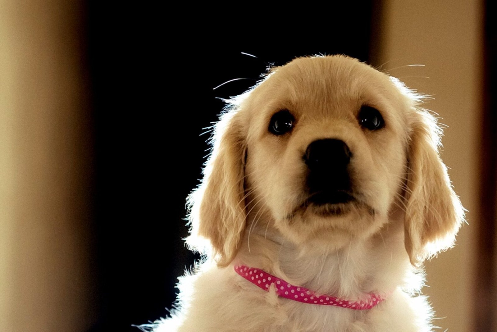 golden retriever puppy with multi colored ribbon