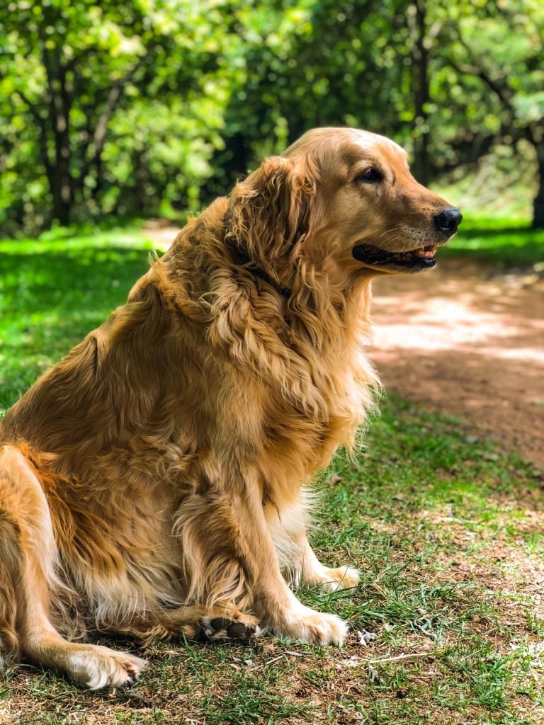 Adult Golden Retriever Sitting on Grass Field